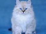 Naoki - Siberian Cat For Sale - Pembroke Pines&comma; FL&comma; US