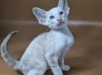 Grand - Siamese Kitten For Sale - Miami&comma; FL&comma; US