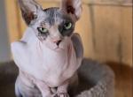 Javelina - Sphynx Cat For Sale - Mundelein&comma; IL&comma; US