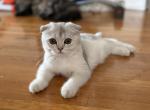 Bella Silver - Scottish Fold Cat For Sale - New York&comma; NY&comma; US
