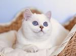 Suzana - Scottish Straight Cat For Sale - Buffalo Grove, IL, US