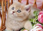 David - British Shorthair Kitten For Sale - Hollywood&comma; FL&comma; US