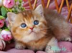 Erika - British Shorthair Kitten For Sale - Hollywood&comma; FL&comma; US