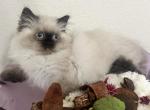 Bella - Himalayan Cat For Sale - Tallahassee&comma; FL&comma; US