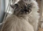 Samba - Himalayan Kitten For Sale - Tallahassee&comma; FL&comma; US