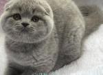 Yara&lowbar; - Scottish Fold Kitten For Sale - Hollywood&comma; FL&comma; US