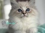 Nyuta - Siberian Kitten For Sale - Pembroke Pines&comma; FL&comma; US
