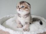 Lia - Scottish Fold Cat For Sale - Henderson&comma; NV&comma; US