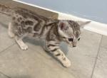 Captain Kirk - Bengal Kitten For Sale - CO&comma; US