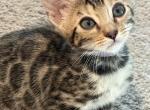 Carina - Bengal Cat For Sale - CO&comma; US