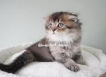Ares - Scottish Fold Cat For Sale - Henderson&comma; NV&comma; US