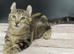 Gadget - Munchkin Cat For Sale - Neosho&comma; MO&comma; US