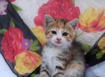 Kit Kat - Domestic Kitten For Sale - Barto&comma; PA&comma; US
