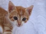 Starburst - Domestic Cat For Sale - Barto&comma; PA&comma; US