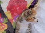 Snickers - Domestic Cat For Sale - Barto&comma; PA&comma; US