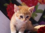 Pixy - Domestic Cat For Sale - Barto&comma; PA&comma; US