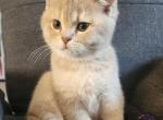 Trevor - Scottish Straight Cat For Sale - Molalla&comma; OR&comma; US