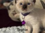 Sophie - Siamese Kitten For Sale - Plainfield&comma; IN&comma; US