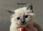 Samson - Balinese Cat For Sale - Plainfield&comma; IN&comma; US