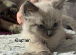 Captain - Balinese Kitten For Sale - Plainfield&comma; IN&comma; US