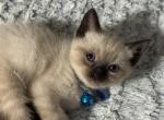 Ozzy - Siamese Cat For Sale - Plainfield&comma; IN&comma; US