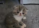 Earl Gray - Persian Kitten For Sale - Warminster&comma; PA&comma; US