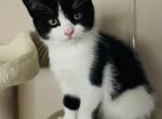 Jay - Ragdoll Kitten For Sale - WI&comma; US