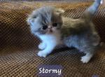 Stormy - Exotic Kitten For Sale - Warminster&comma; PA&comma; US