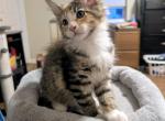 Trixie - Maine Coon Kitten For Sale - Freysville&comma; PA&comma; US