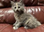 CFA registered Blue Torbie Female Karma x Mayhem - Maine Coon Kitten For Sale - Marshalltown&comma; IA&comma; US