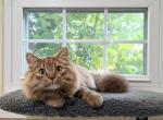 Moose - Devon Rex Cat For Sale - Severna Park&comma; MD&comma; US