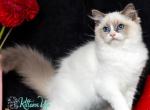 Xannka - Ragdoll Kitten For Sale - Pembroke Pines&comma; FL&comma; US