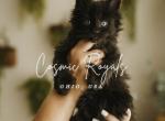 Xaden polydactyl solid black Maine Coon - Maine Coon Kitten For Sale - Minerva&comma; OH&comma; US