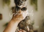 Rhiannon polydactyl Black Smoke Tortie Maine Coon - Maine Coon Kitten For Sale - Minerva&comma; OH&comma; US