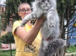Roxy - Maine Coon Cat For Sale - Los Angeles&comma; CA&comma; US