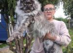 Litter U - Maine Coon Cat For Sale - Los Angeles&comma; CA&comma; US