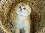 Peanut - Scottish Fold Kitten For Sale - Bensalem&comma; PA&comma; US