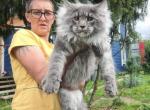 Romeo - Maine Coon Cat For Sale - Los Angeles&comma; CA&comma; US