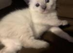 Olaf - Siamese Kitten For Sale - Riverdale&comma; GA&comma; US
