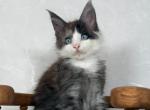 Oakland - Maine Coon Kitten For Sale - Hollywood&comma; FL&comma; US