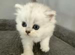 Scottish Highland Fold Silver Long Hair Male Red - Scottish Fold Kitten For Sale - Odessa&comma; FL&comma; US