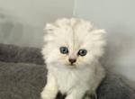 Scottish Highland Fold Long Haired Female Blue - Scottish Fold Kitten For Sale - Odessa&comma; FL&comma; US
