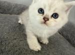 Scottish Fold Straight Silver Shaded Male Purple - Scottish Fold Kitten For Sale - Odessa&comma; FL&comma; US