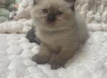 Seal Point Male Kittens - Ragdoll Kitten For Sale - Oak Forest&comma; IL&comma; US