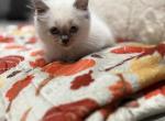 Luna - Ragdoll Kitten For Sale - Meadville&comma; PA&comma; US