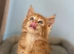 Tomy - Maine Coon Kitten For Sale - Wilmington&comma; DE&comma; US