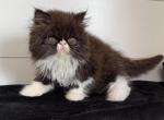 Selena - Persian Kitten For Sale - Callahan&comma; FL&comma; US