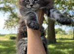 Zelle - Maine Coon Cat For Sale - Kansas City&comma; MO&comma; US