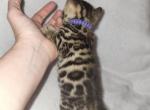 Light purple - Bengal Kitten For Sale - Tallahassee&comma; FL&comma; US