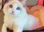 BLUE - Ragdoll Kitten For Sale - Irvine&comma; CA&comma; US